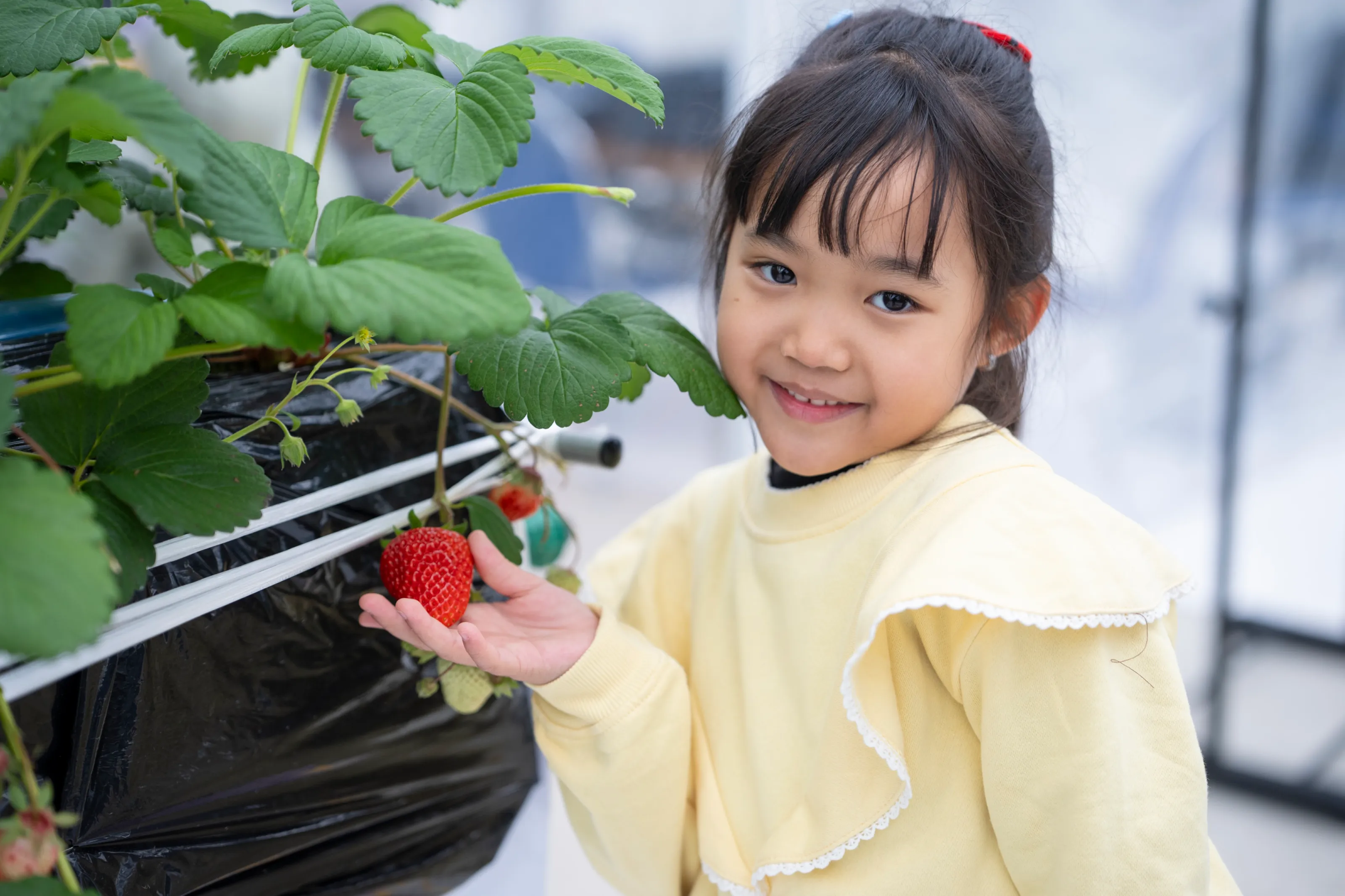 Vườn dâu tây Michi no Eki mae Inawashiro 1