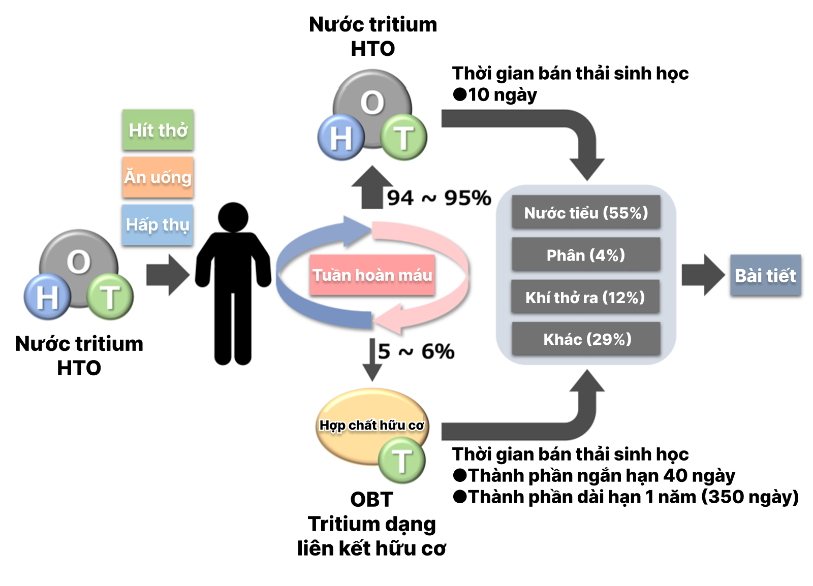 Hoạt động trao đổi chất tritium trong cơ thể con người