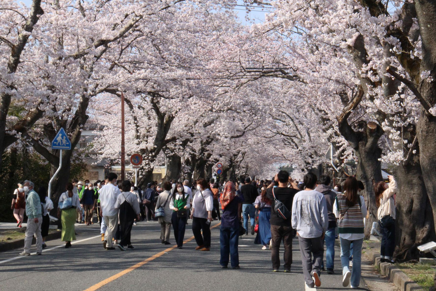 A cherry blossom festival held in April 2022 in the town of Tomioka